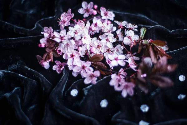 Różowe Wiosenne Kwiaty Jabłoni Czarnym Tle Dla Makiety Zdjęcie Delikatnych — Zdjęcie stockowe
