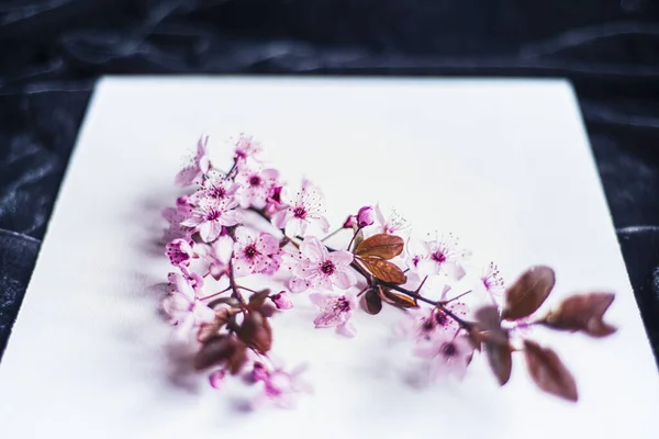 pink spring flowers on a white background for mockup, photo of delicate fresh branches with flowers, floral background for inserting text copy-space mock-up, apple blossom