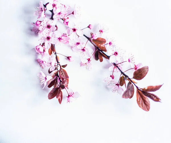 pink spring flowers on a white background for mockup, photo of delicate fresh branches with flowers, floral background for inserting text copy-space mock-up, apple blossom