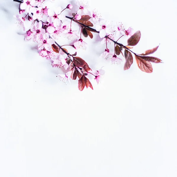 pink spring flowers on a white background for mockup, photo of delicate fresh branches with flowers, floral background for inserting text copy-space mock-up, apple blossom
