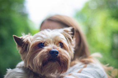 Parktaki Yorkshire teriyer köpeğinin portresi, çimenlerin ve karahindibaların arasındaki parkta mutlu hayvanlar, evcil hayvanları sevmek, güneşli bir günde köpeği gezdirmek.,