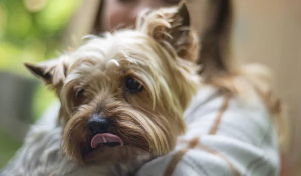 Porträt Eines Yorkshire Terrier Hundes Park Glückliche Tiere Stadtpark Zwischen — Stockfoto