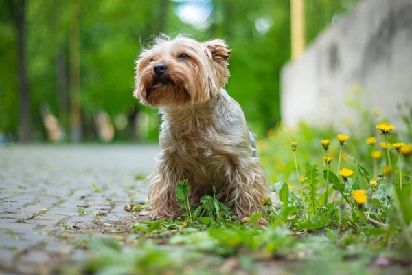 Portré Egy Yorkshire Terrier Kutya Parkban Boldog Állatok Egy Városi — Stock Fotó