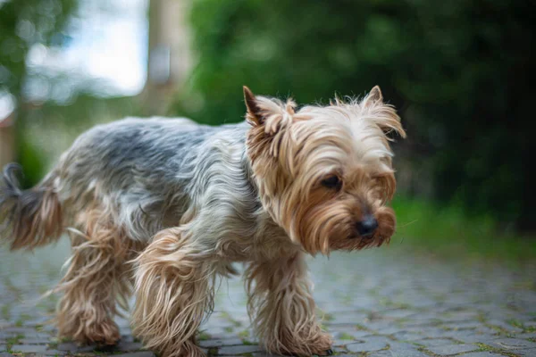 Porträt Eines Yorkshire Terrier Hundes Park Glückliche Tiere Stadtpark Zwischen — Stockfoto