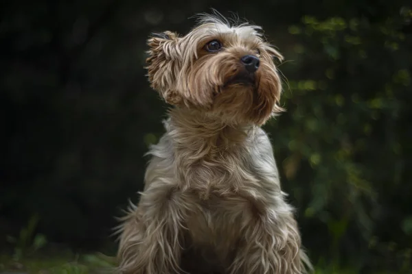 Porträt Eines Yorkshire Terrier Hundes Park Glückliche Tiere Stadtpark Zwischen — Stockfoto
