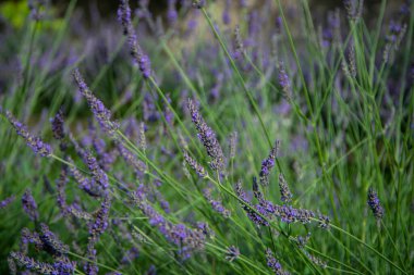 Bahçede yaz lavanta çiçeği, sıra sıra lavanta çalıları ve yeşil taze çimenler, aromaterapi, şifalı bitkilerin yetiştirilmesi, güzel lavanta çiçekleri.