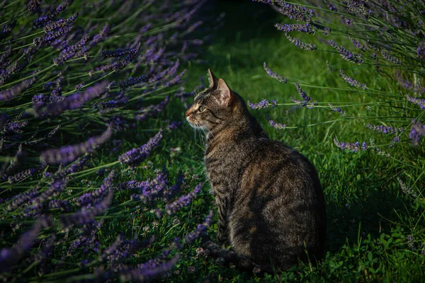 beautiful cat and lavender bloom in summer in the garden, gray cat sits near lavender bushes and green fresh grass, cat looks at lavender close-up, aromatherapy,