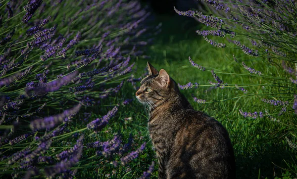Schöne Katze Und Lavendel Blühen Sommer Garten Graue Katze Sitzt — Stockfoto