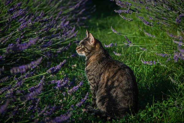 beautiful cat and lavender bloom in summer in the garden, gray cat sits near lavender bushes and green fresh grass, cat looks at lavender close-up, aromatherapy,