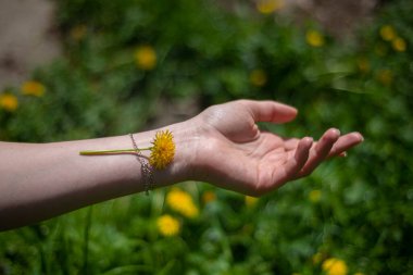 Kızın bileğinde karahindiba, çimenlerin ve bahar bitkilerinin yeşil arka planı yumuşaklığın, kırılganlığın ve doğanın ve insan hayatının geçiciliğinin hissi.