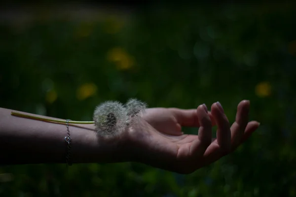 Dandelion Girl Wrist Green Background Grass Spring Plants Feeling Lightness — Stock Photo, Image