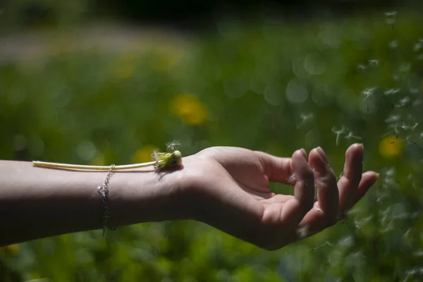 dandelion on the girl\'s wrist, green background of grass and spring plants, a feeling of lightness of fluffy tenderness, fragility and transience of nature and human life