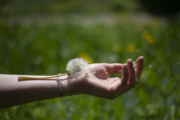 dandelion on the girl\'s wrist, green background of grass and spring plants, a feeling of lightness of fluffy tenderness, fragility and transience of nature and human life