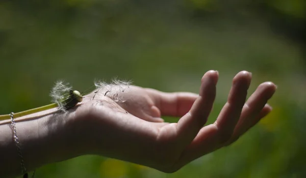 Dandelion Girl Wrist Green Background Grass Spring Plants Feeling Lightness — Stock Photo, Image