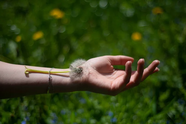 Dandelion Girl Wrist Green Background Grass Spring Plants Feeling Lightness — Stock Photo, Image