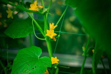 Seradaki bir sapta asılı yeşil salatalıklar. Yazın bahçede sebze yetiştiriyorum.