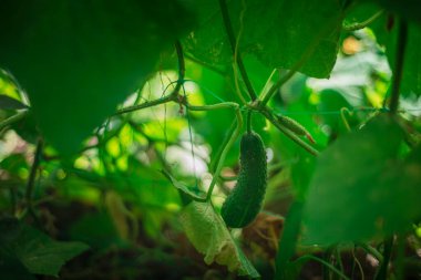 Seradaki bir sapta asılı yeşil salatalıklar. Yazın bahçede sebze yetiştiriyorum.