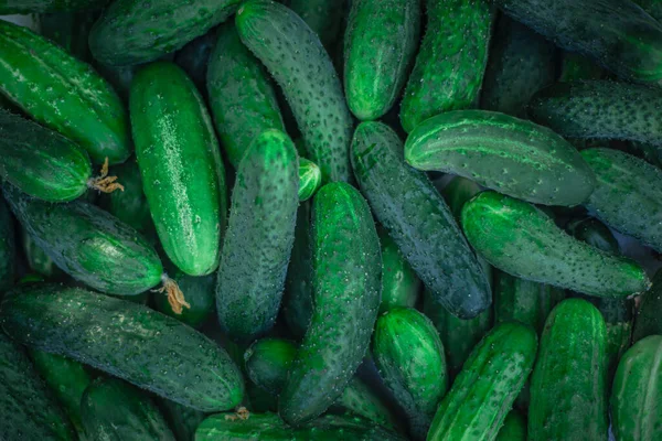 Background Image Green Fresh Cucumbers Growing Vegetables Garden Summer — Stock Photo, Image