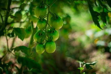 Serada genç domateslerin büyümesi, serada yeşil domateslerin büyümesi. Yeşil domates çiftliği. Organik tarım,