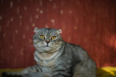 Sevimli İskoç kedisi sarı-kırmızı arka planda, çinçilya rengi, komik kedi sarı kanepede oturuyor.