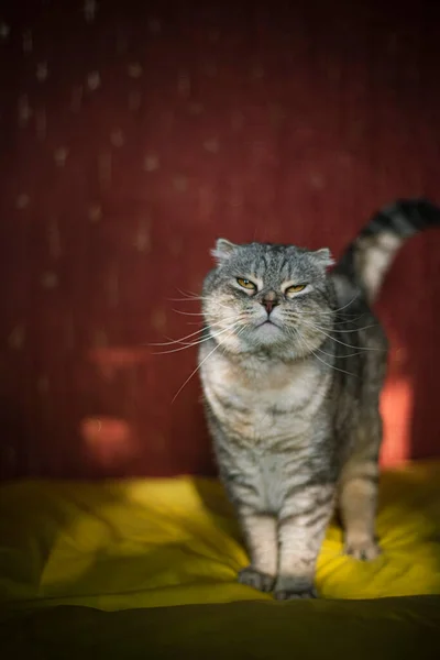 一只可爱的苏格兰折叠猫的画像 背景是黄红的 毛毛绒的 滑稽的猫站在黄色的沙发上 看起来很惊讶 — 图库照片