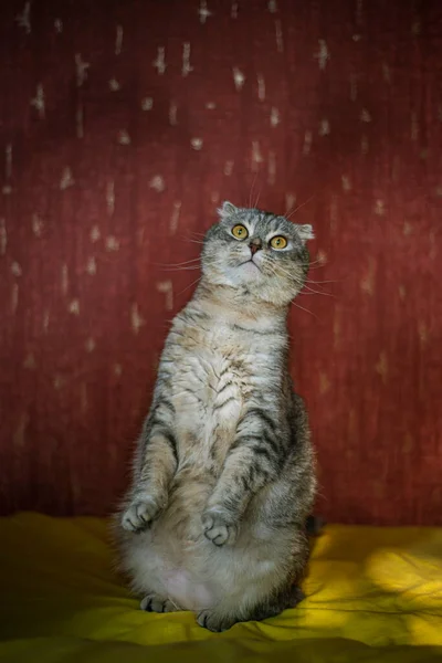 Ritratto Simpatico Gatto Scozzese Piega Uno Sfondo Giallo Rosso Colore — Foto Stock