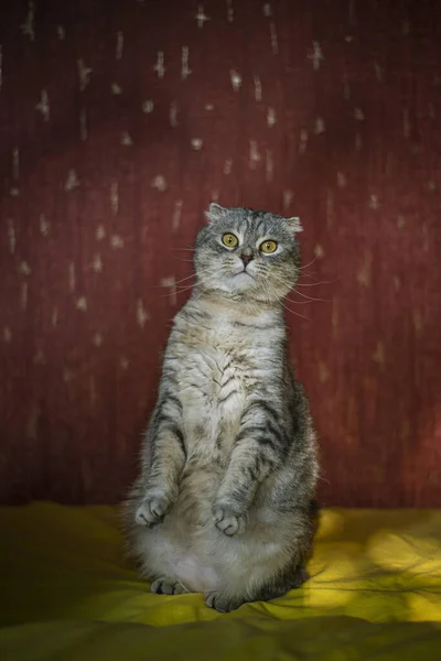 一只可爱的苏格兰折叠猫的画像 背景是黄红的 毛毛绒的 滑稽的猫站在黄色的沙发上 看起来很惊讶 — 图库照片