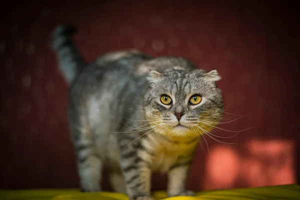 Retrato Gato Curvo Escocês Bonito Fundo Amarelo Vermelho Cor Chinchila — Fotografia de Stock