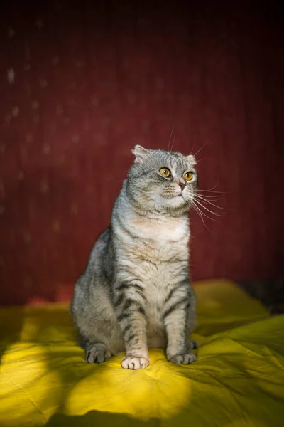 Lindo Gato Fold Escocés Sobre Fondo Amarillo Rojo Color Chinchilla —  Fotos de Stock