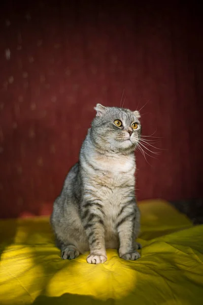 Carino Scozzese Piegare Gatto Uno Sfondo Giallo Rosso Colore Cincilla — Foto Stock