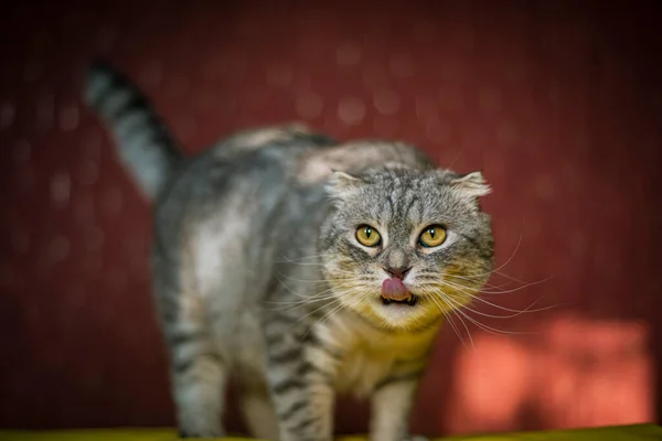 Ritratto Simpatico Gatto Scozzese Piega Uno Sfondo Giallo Rosso Colore — Foto Stock