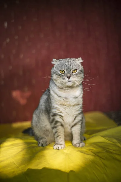 Carino Scozzese Piegare Gatto Uno Sfondo Giallo Rosso Colore Cincilla — Foto Stock