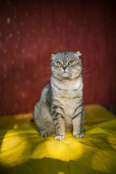 Mignon Chat Écossais Plié Sur Fond Jaune Rouge Couleur Chinchilla — Photo