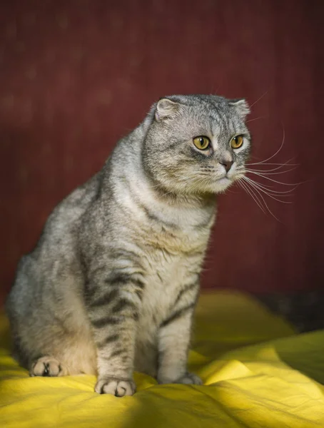Гострий Шотландський Fold Кіт Жовто Червоному Тлі Барвистий Кумедний Кіт — стокове фото