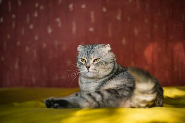 Roztomilý Skotský Skládací Kočka Žlutočerveném Pozadí Chinchilla Barva Legrační Kočka — Stock fotografie