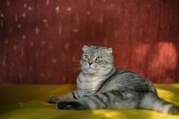 Cute Scottish Fold Cat Fundo Amarelo Vermelho Cor Chinchila Gato — Fotografia de Stock