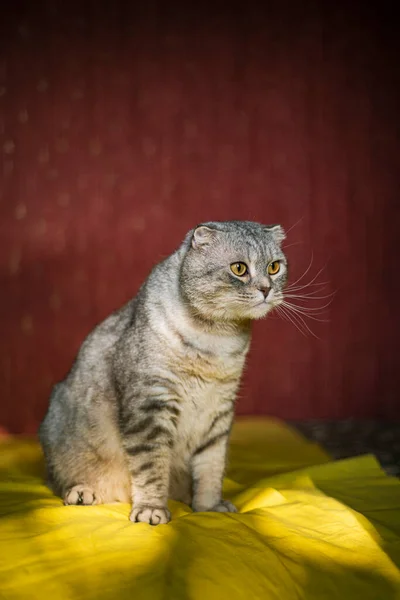 Roztomilý Skotský Skládací Kočka Žlutočerveném Pozadí Chinchilla Barva Legrační Kočka — Stock fotografie