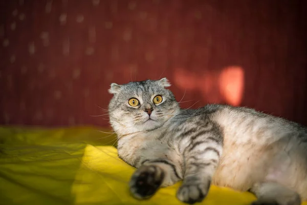 Cute Scottish Fold Cat Fundo Amarelo Vermelho Cor Chinchila Gato — Fotografia de Stock