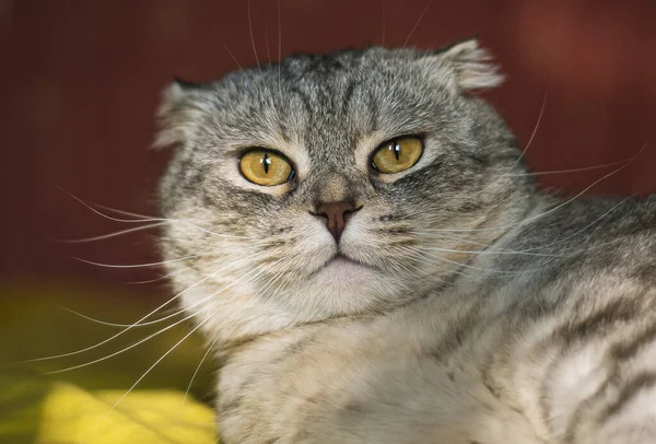 Retrato Gato Bonito Dobra Escocesa Fundo Amarelo Vermelho Cor Chinchila — Fotografia de Stock