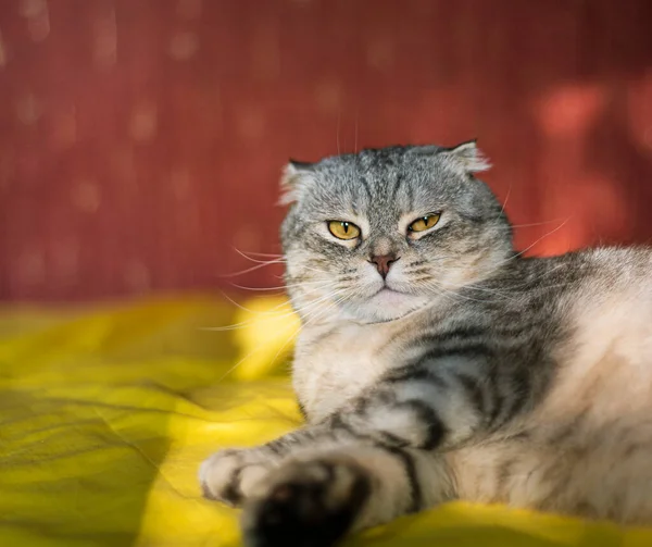 Carino Scozzese Piegare Gatto Uno Sfondo Giallo Rosso Colore Cincilla — Foto Stock