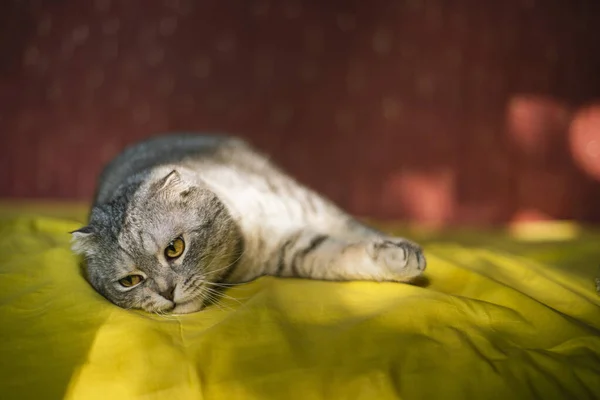 흰색으로 귀여운 스코틀랜드늙은 고양이 친칠라 웃기는 고양이가 침대보에 놀랍니다 — 스톡 사진