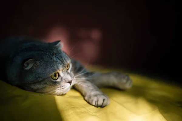 Retrato Gato Curvo Escocês Bonito Fundo Amarelo Vermelho Cor Chinchila — Fotografia de Stock