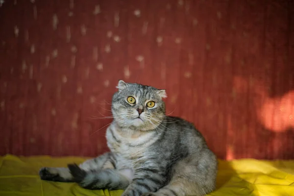 Cute Scottish Fold Cat Fundo Amarelo Vermelho Cor Chinchila Gato — Fotografia de Stock