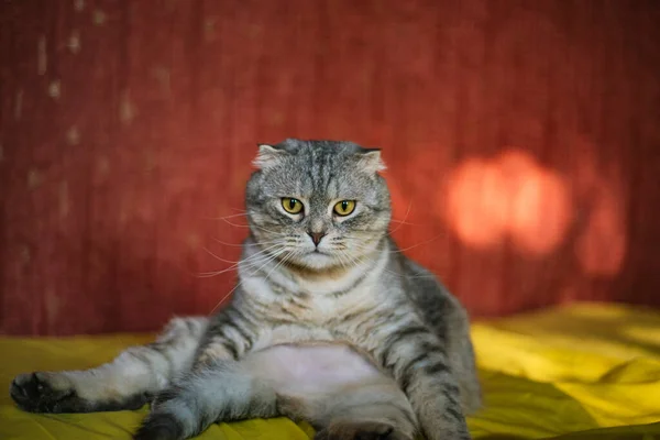 Retrato Gato Curvo Escocês Bonito Fundo Amarelo Vermelho Cor Chinchila — Fotografia de Stock