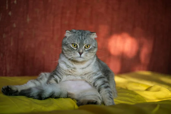 黄色背景的可爱的苏格兰折叠猫的肖像 金丝雀色的 滑稽的猫 — 图库照片