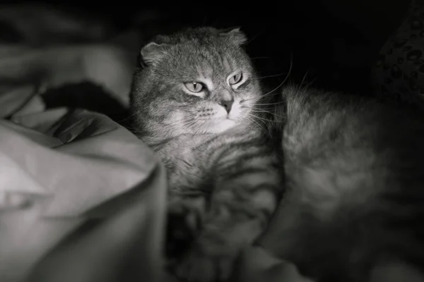 Retrato Preto Branco Gato Bonito Scottish Fold Cor Chinchila Gato — Fotografia de Stock