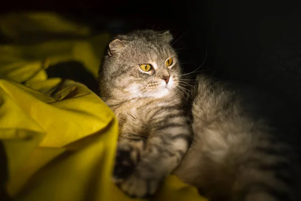 Retrato Gato Curvo Escocês Bonito Fundo Amarelo Vermelho Cor Chinchila — Fotografia de Stock