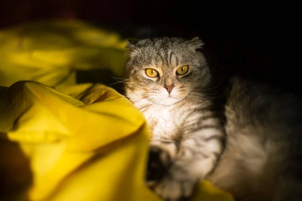 Ritratto Simpatico Gatto Scozzese Piega Uno Sfondo Giallo Rosso Colore — Foto Stock