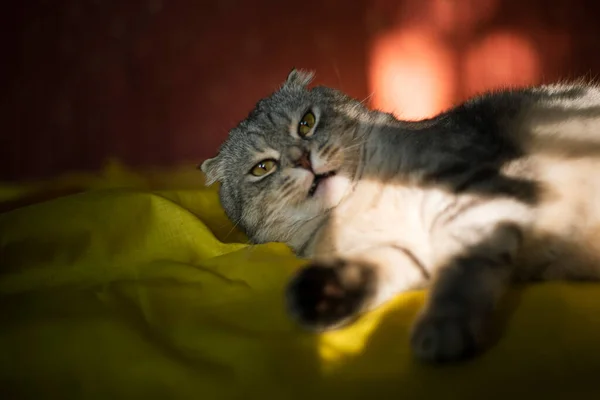 一只可爱的苏格兰折叠猫的画像 背景是黄红的 毛毛绒的 滑稽的猫躺在黄色的毛毯上 看起来很惊讶 — 图库照片