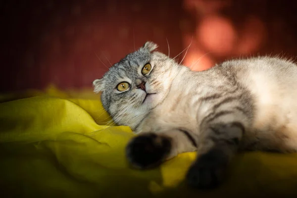 Πορτρέτο Ενός Χαριτωμένο Σκωτσέζικο Φορές Γάτα Ένα Κίτρινο Κόκκινο Φόντο — Φωτογραφία Αρχείου